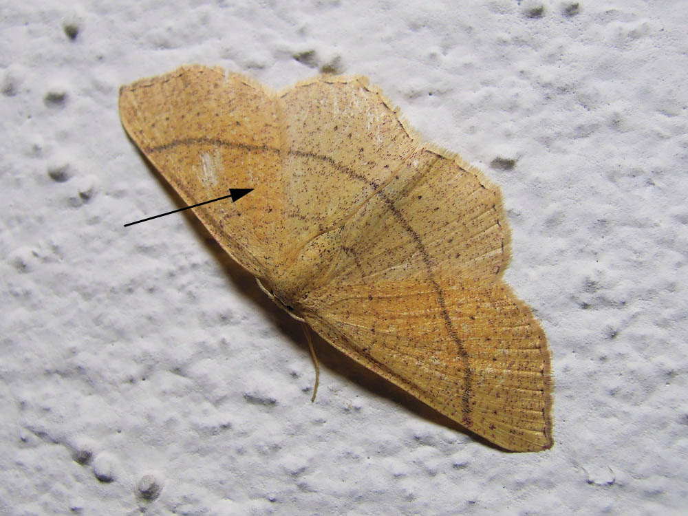 Cyclophora suppunctaria ??
